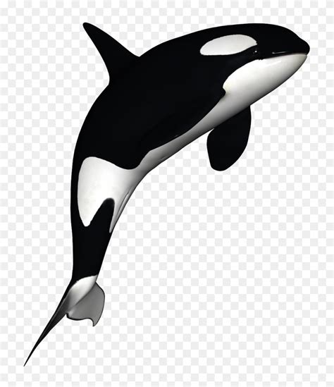 Beluga Whale Cetacea Blue Whale Sperm Whale Killer Whale Free - Whale Clipart Free - FlyClipart