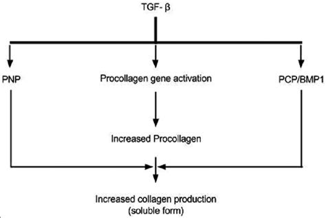 Collagen Synthesis Flowchart