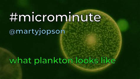 What plankton looks like - YouTube