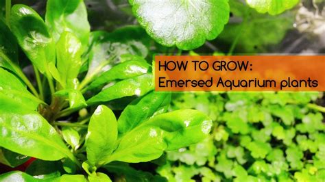 How To Grow Aquarium Plants Emersed - Aquarium Views