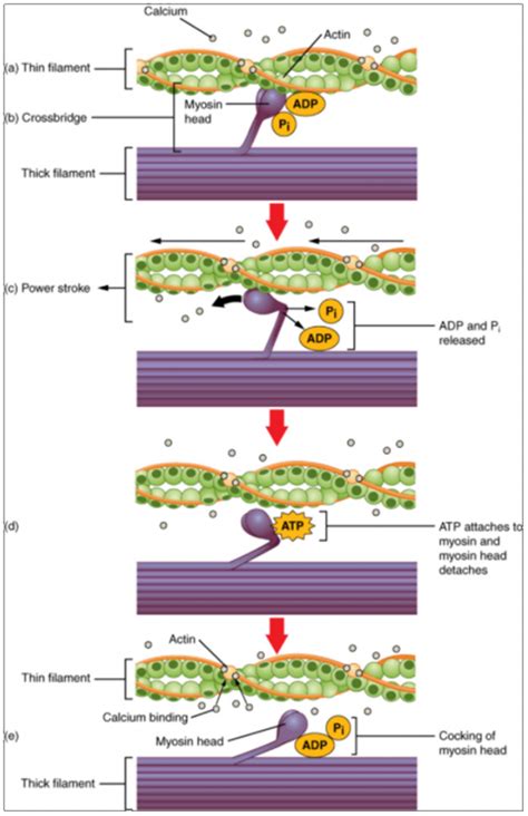 9.3 Muscle Fibre Contraction and Relaxation – Fundamentals of Anatomy and Physiology