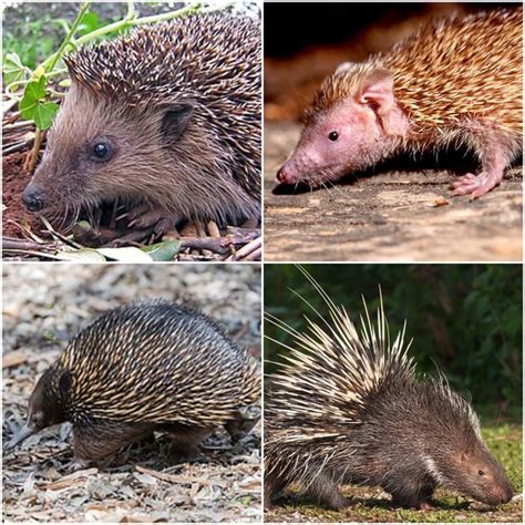 Difference Between Echidna And Hedgehog