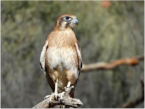 Snap Happy Birding: Brown Falcon