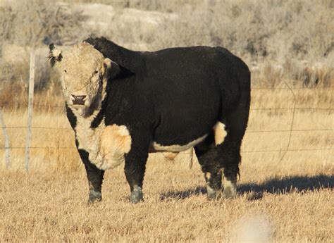 Pin by Nan Barber on Hereford - Angus Cross | Beef cattle, Cow pictures ...