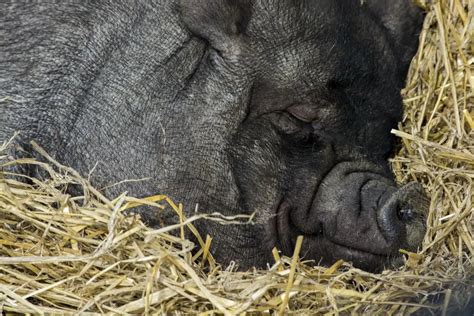 Largest Pig Ever Recorded - Animals Around The Globe