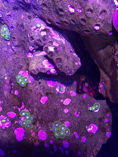 55g added radioactive dragon eyes October | Rocks and crystals, Dragon eye, Reef aquarium