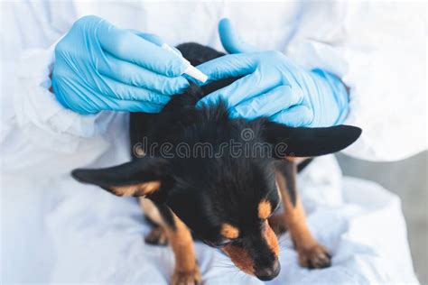 Veterinarian Specialist Holding Small Black Dog and Applying Drops at the Withers, Medicine from ...