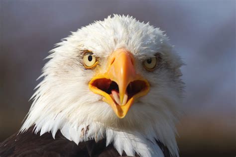 Oldest Banded Bald Eagle Dies, But Sets New Longevity Record | Live Science