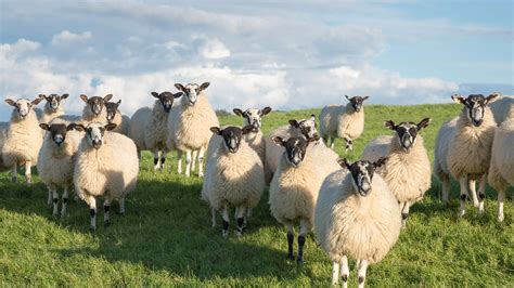 Bing image: Swaledale sheep in North Yorkshire, England - Bing Wallpaper Gallery