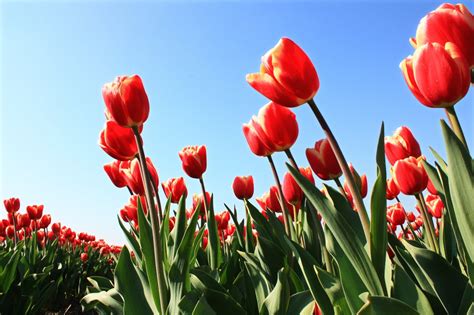 Red tulips Free Photo Download | FreeImages