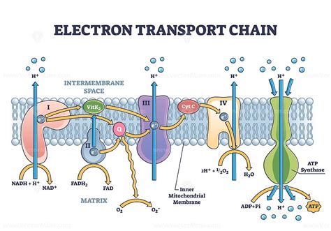 Electron transport chain as respiratory embedded transporters outline diagram | Electron ...