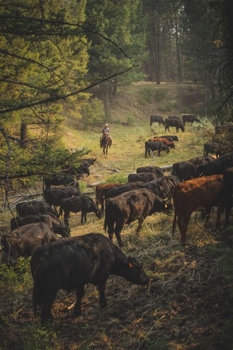 Intern at Alderspring Ranch - Organic Beef Matters