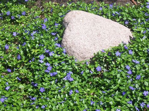 Vinca minor - common names are "Creeping Myrtle" and "Periwinkle." It ...