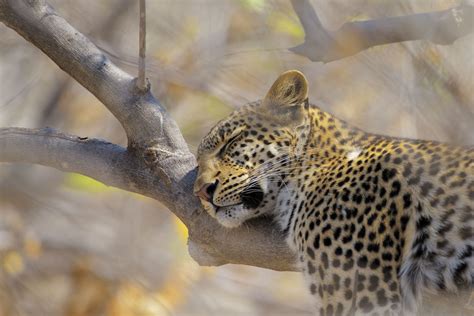 Leopard Sleeping in Tree