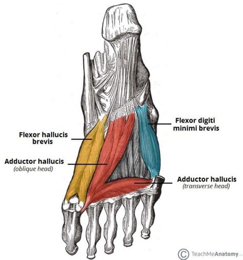 Muscles of the Foot - Dorsal - Plantar - TeachMeAnatomy