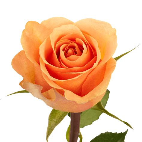 Express Delivery Peach Roses Lowest Price Online | GlobalRose