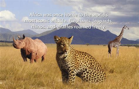 African Wildlife Foundation’s Mail Balances Powerful Pictures and Copy ...