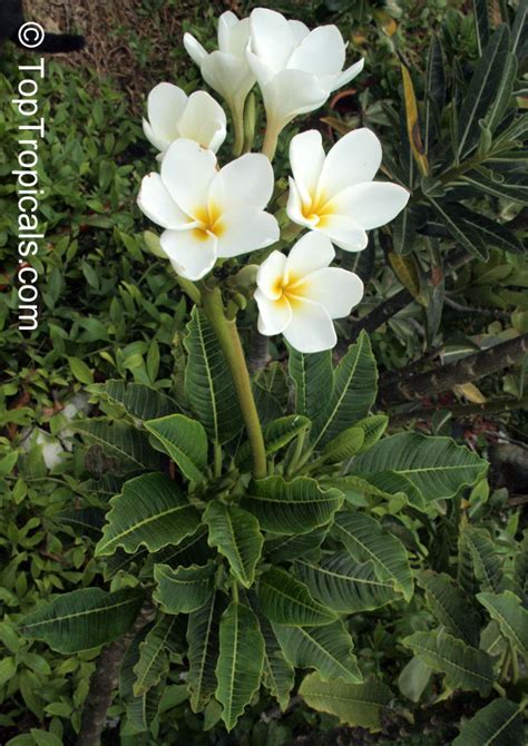 Plumeria Alba, Dwarf Plumeria - TopTropicals.com