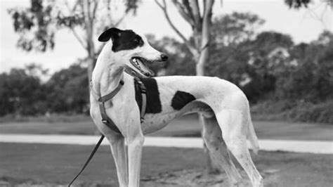 Greyhound training for pet greyhounds — Fellowship of the Paws