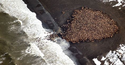 Here's Why Thousands of Walruses Are Gathering on Alaska's Shore | TIME