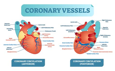 Cardiac Anatomy and Function | MedicTests