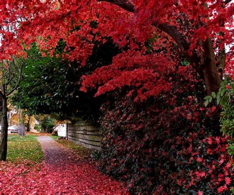 5 fast growing shade trees Australia | Fast growing shade trees, Shade ...