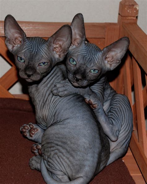 The Sphynx Cats Characteristics, History and Pictures – InspirationSeek.com