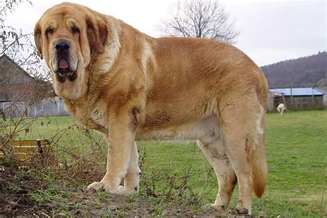 Spanish Mastiff - Native Breed.org