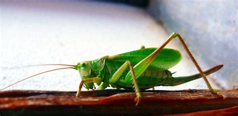 What Are Interesting Facts About Crickets? - Joy of Animals