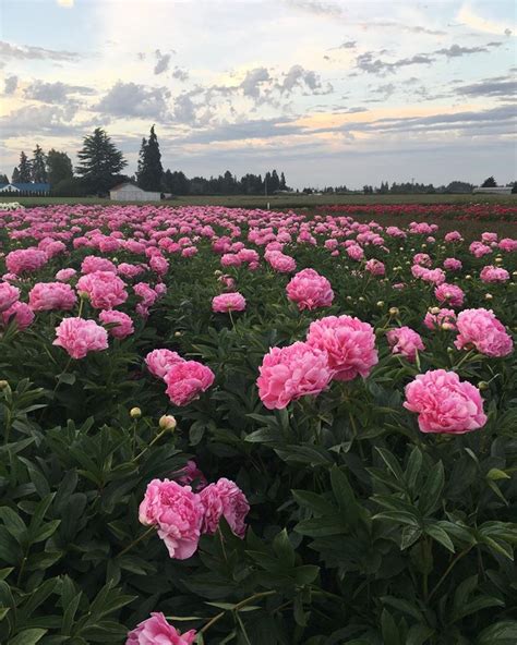 Adelman Peony Gardens