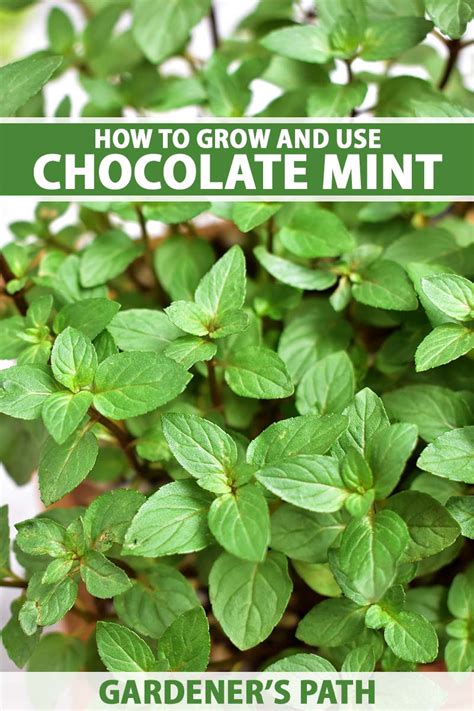 How to Grow and Use Chocolate Mint | Gardener’s Path