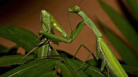 Why Lady Mantises Eat Their Mates | Mental Floss