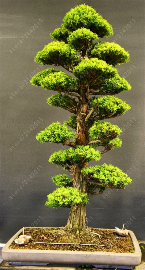 Japanese Cedrus Cedar seeds Semillas 50pcs - Pure Bonsai