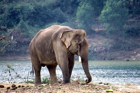 Top 168 + National animal of andhra pradesh - Inoticia.net