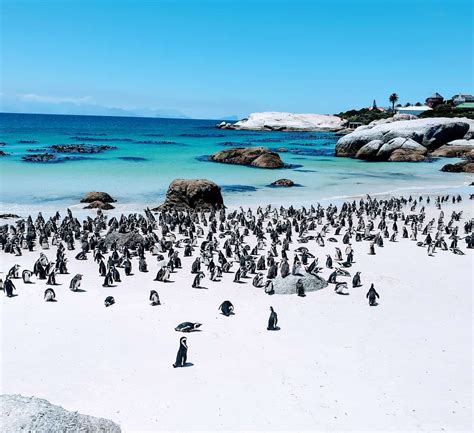 Tips to Discover Wild Penguins at Penguin Beach South Africa!