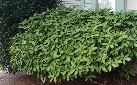 Aucuba japonica 'Variegata' | Landscape Plants | Oregon State University