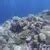 Coral reef fish at aquarium, sea ecosyte... | Stock Video | Pond5