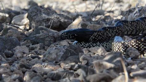 Desert Snakes: Meet The King and His Friends – Cobras.org