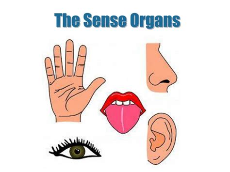 PPT - The Sense Organs PowerPoint Presentation, free download - ID:9221709