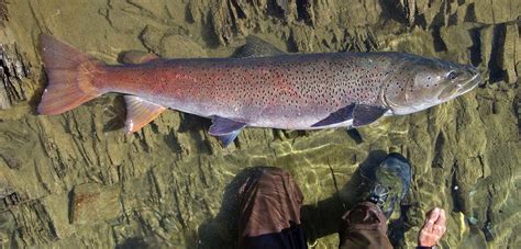 Nimelen Refuge - Wild Salmon Center