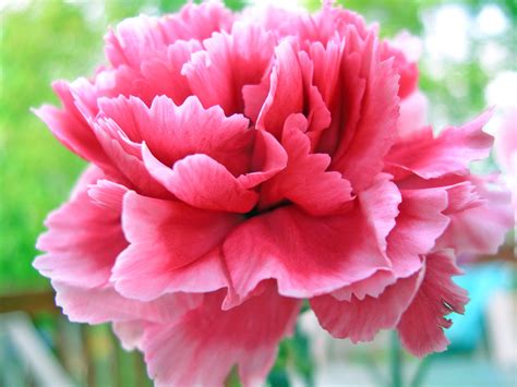 Meanings of Carnation Flowers of Different Colors: Just Fascinating ...