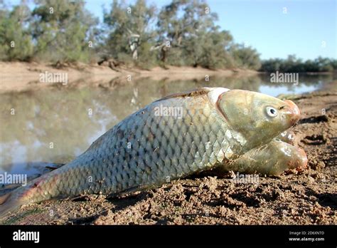 Introduced European Carp at the edge of the Darling River NSW Australia Stock Photo - Alamy