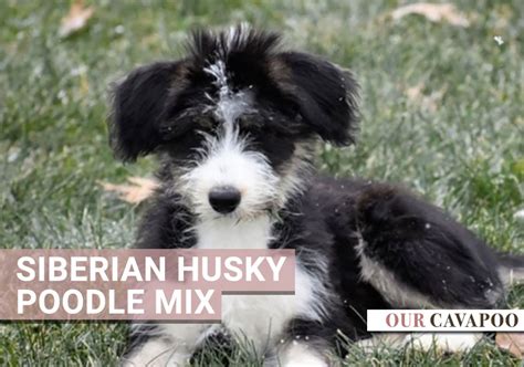 Huskydoodle Dog Breed: Siberian Husky Poodle Mix