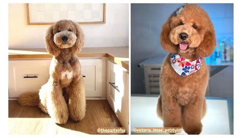 What Is Teddy Bear Cut: A Furry Friends Perfect Style!