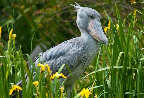 Shoebill | The Life of Animals