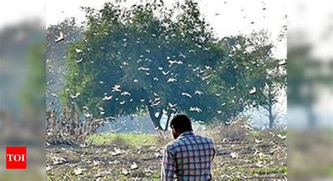 3.6 lakh hectares hit in Rajasthan's worst locust attack in 60 years ...