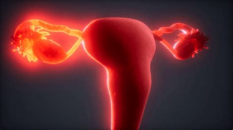 Female Reproductive System Anatomy Stock Footage SBV-337886620 - Storyblocks