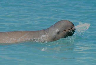 Snubfin dolphins face extinction - Australian Geographic