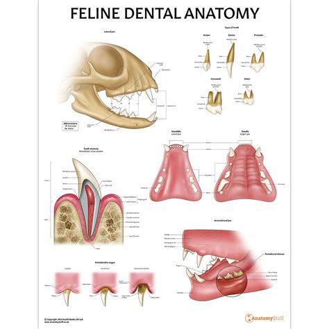 Feline Dental Anatomy Chart Poster Laminated | vtir.net