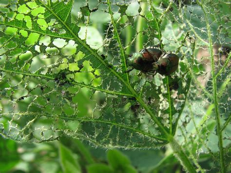 It's a bug's life: Japanese beetle damage is detected